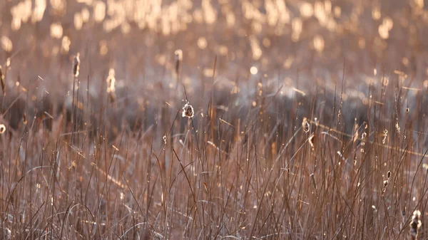 Plantas Junco Altas Pântano Durante Primavera — Fotografia de Stock