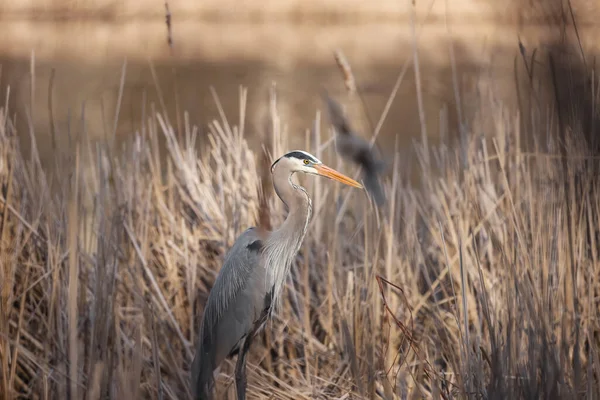 Close Shot Great Blue Heron Wetlands — Stock Photo, Image