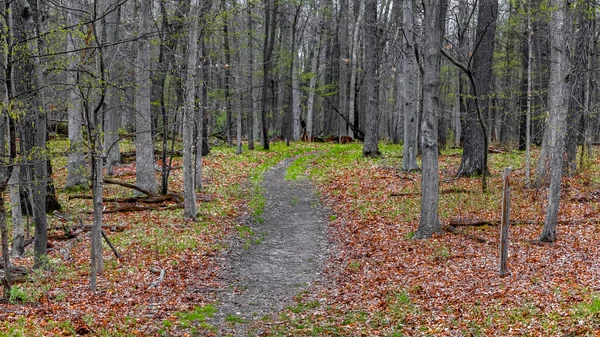 Árboles Altos Por Sendero Bosque Durante Primavera —  Fotos de Stock