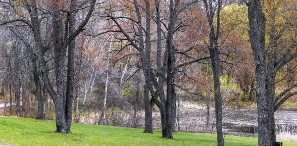 Hoge Bomen Het Park Met Vroege Lentebloei — Stockfoto