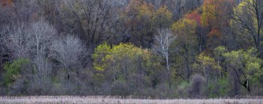 İlkbaharda taze çiçek açmış ağaçların panoramik manzarası