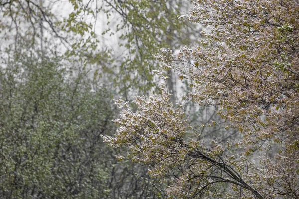 Färsk Vår Blommar Täckt Snö Faller — Stockfoto