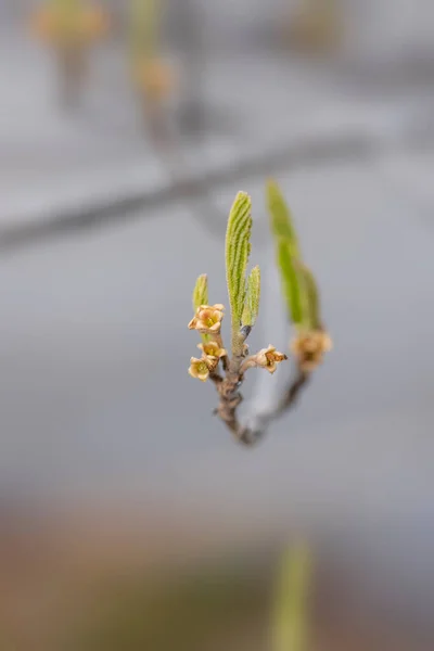 春の新芽を閉じます — ストック写真