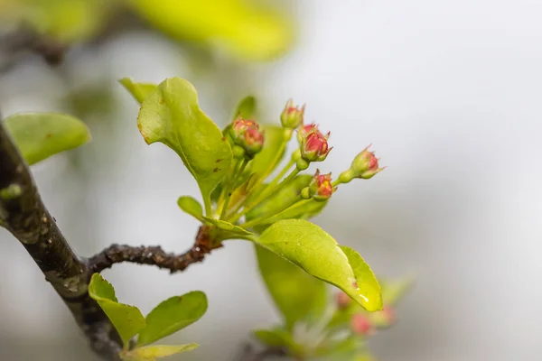Młode Liście Wiosenne Kwiaty Gałęzi Drzewa — Zdjęcie stockowe