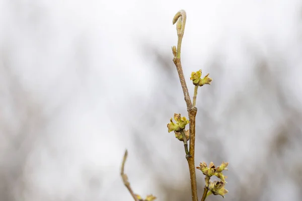 Gros Plan Floraison Printanière Sur Une Branche Arbre — Photo