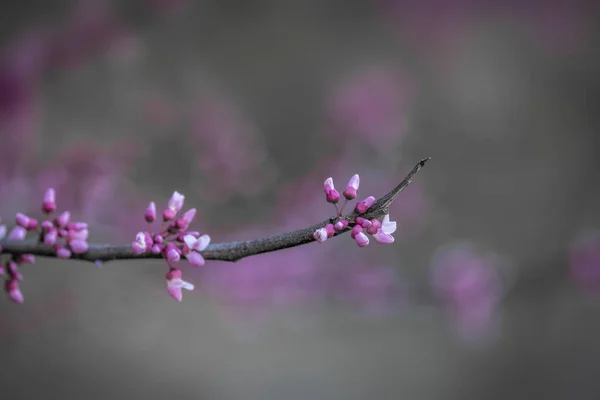 Närbild Skott Våren Blomma Trädgren — Stockfoto