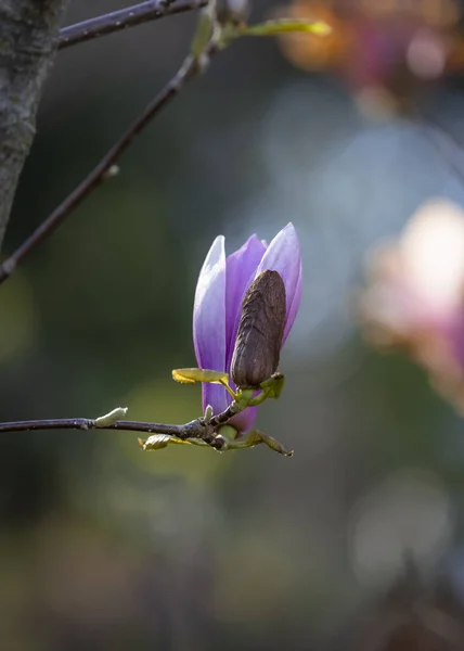 Close Tiro Botão Flor Magnolia — Fotografia de Stock