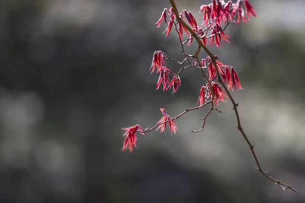 Mladý Japonský Javor Odchází Jaře — Stock fotografie