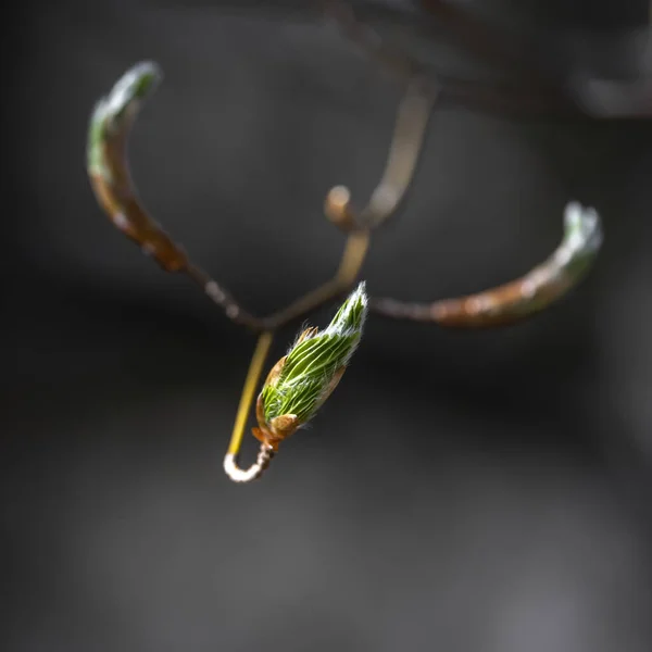 Unga Blad Trädgren Våren — Stockfoto