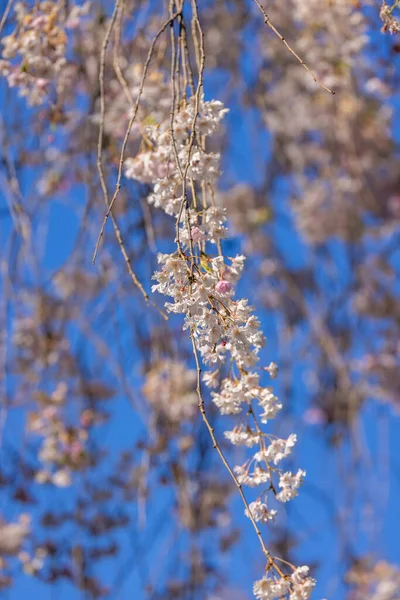 Nahaufnahme Einer Weinenden Kirschblüte — Stockfoto