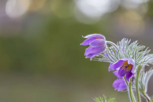 牧草地で紫色の花のショットを閉じる — ストック写真