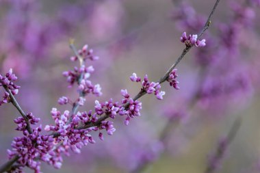 Bahar mevsiminin yakın çekimi bir ağaç dalında çiçek açar.