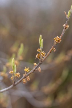 Bir ağaç dalında taze çiçeklenme yakın çekim