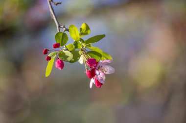 Pembe bahar çiçeğinin yakın çekimi