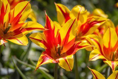 Kırmızı ve sarı çizgili lale çiçeği