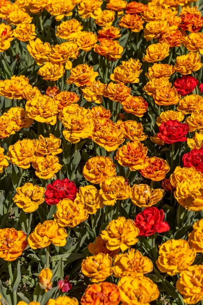 Kleurrijke Tulpenbloemen Het Veld Tijdens Lente — Stockfoto