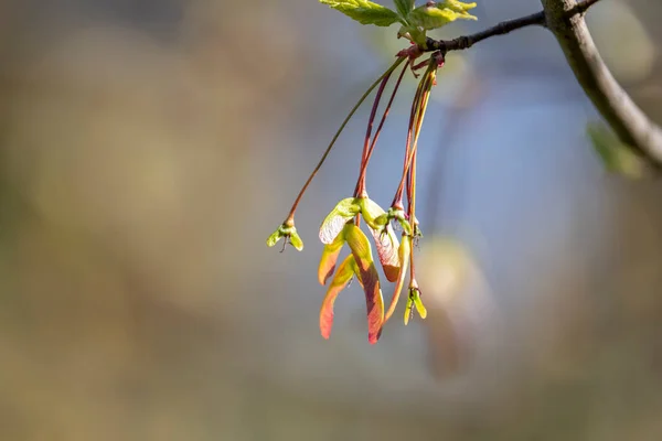 Jeunes Feuilles Sur Une Branche Arbre — Photo