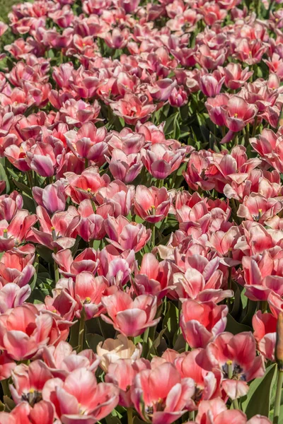 Nahaufnahme Des Bettes Mit Rosa Tulpenblumen — Stockfoto