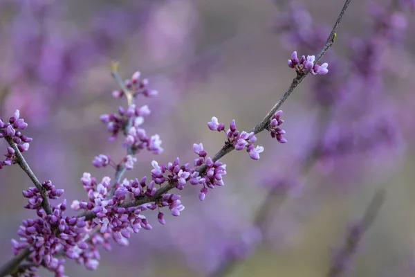 Colpo Vicino Fioritura Primavera Ramo Albero — Foto Stock