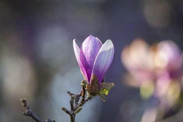 Close Shot Magnolia Flower — Stock Photo, Image
