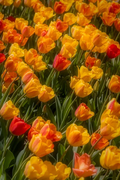 Primer Plano Las Flores Tulipán Los Campos Holanda Michigan — Foto de Stock