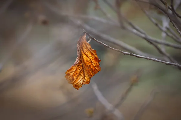 枝に一枚の乾いた葉のショットを閉じる — ストック写真