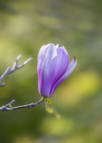 マグノリアの花の芽のクローズアップ — ストック写真