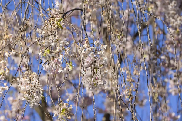 Nahaufnahme Einer Weinenden Kirschblüte — Stockfoto