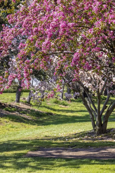 Цветущее Дерево Весенним Цветком Парке — стоковое фото