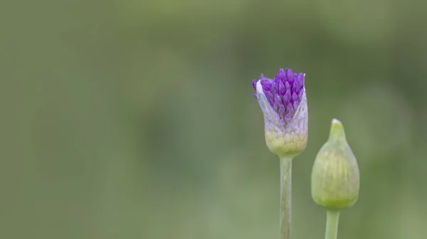 Zbliżenie Strzał Allium Pąki Kwiatowe Czasie Wiosny — Zdjęcie stockowe