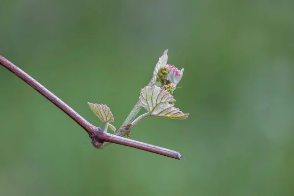 Gros Plan Feuilles Fraîches Sur Une Vigne — Photo