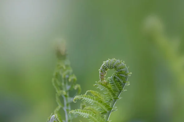 Zbliżenie Strzał Świeżej Rośliny Fern — Zdjęcie stockowe