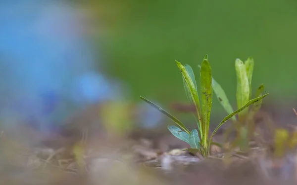 Gros Plan Plante Fraîchement Cultivée — Photo