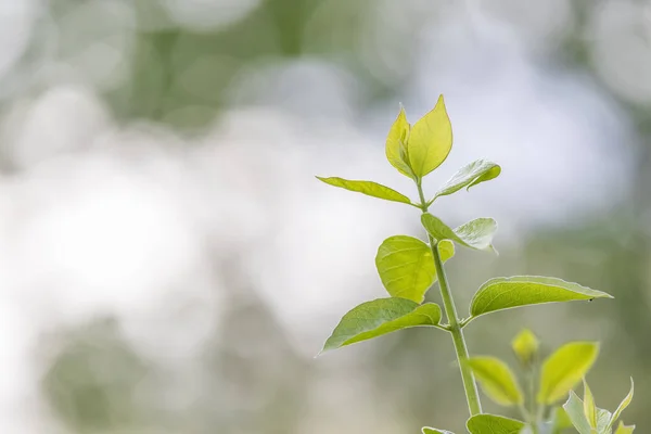 Close Shot Fresh Young Leaves Spring Time — Stock Photo, Image