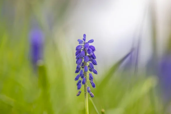 Närbild Skott Grape Hyacint Blommor — Stockfoto