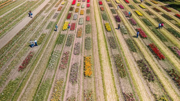 Luchtfoto Van Tulpentuinen Bij Holland Michigan Het Voorjaar — Stockfoto