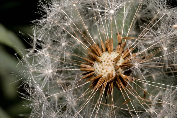 Close Shot Dandelion Seeds — Stock Photo, Image