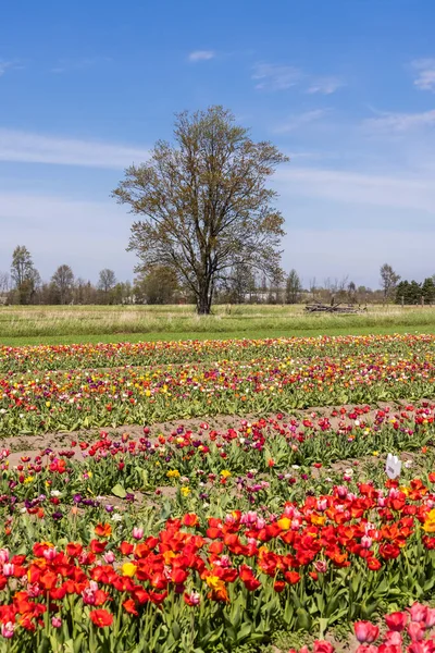 Magas Tulipán Mezők Mellett Hollandiában Michigan — Stock Fotó