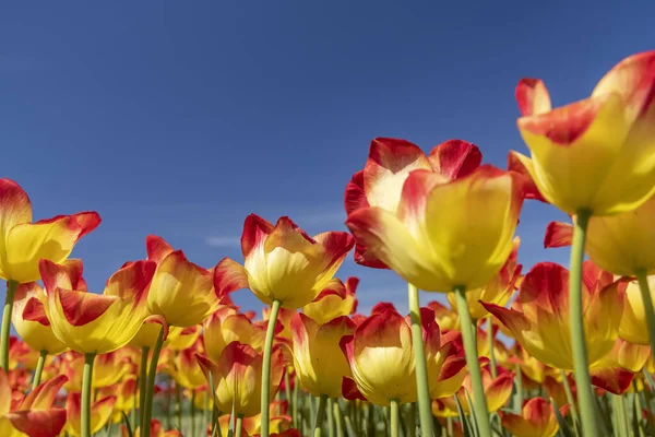 Colorati Fiori Tulipano Contro Sfondo Cielo Blu — Foto Stock