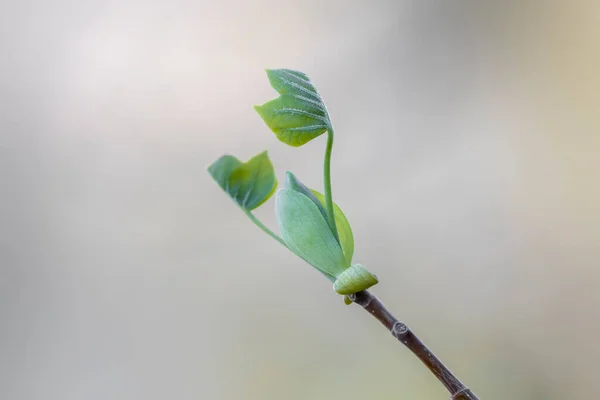 Close Shot Frunze Proaspete Timpul Primăverii — Fotografie, imagine de stoc