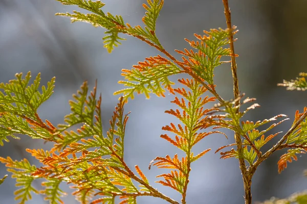 Colorato Fresco Foglie Conifera Primo Piano Colpo — Foto Stock