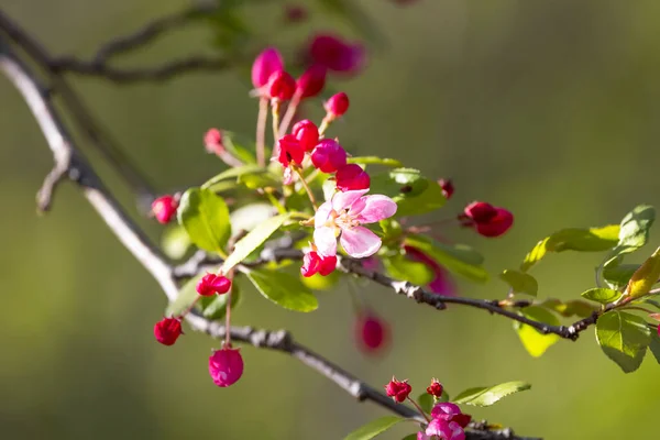 Close Shot Pink Spring Bloom — Stock Photo, Image