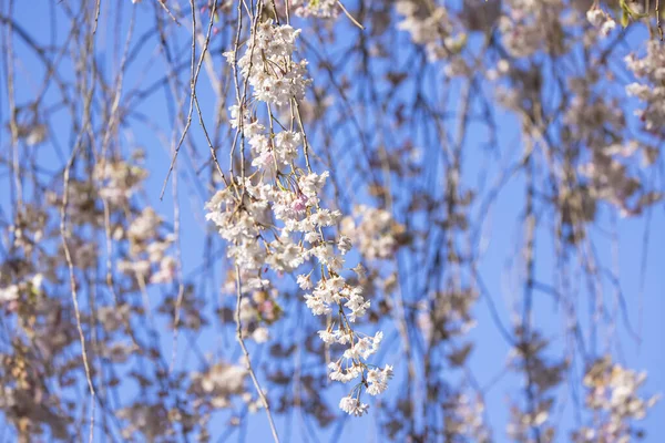 Close Shot Weeping Cherry Blossom — Stock Photo, Image