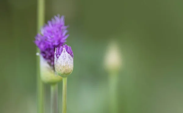 Zbliżenie Strzał Allium Pąki Kwiatowe Czasie Wiosny — Zdjęcie stockowe