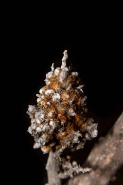 Siyah arka planı olan bir ağaç dalında kurumuş yabani çiçek.