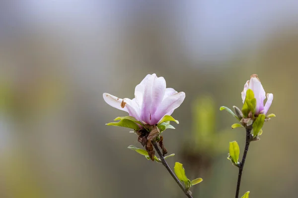 Zblízka Záběr Magnolia Květ Jarním Čase — Stock fotografie