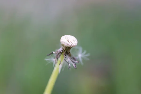 牧草地でタンポポのショットを閉じる — ストック写真