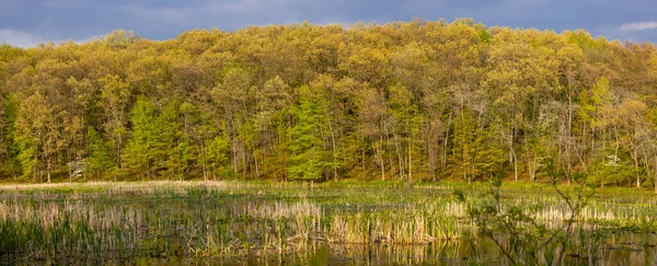 Tierras Boscosas Primavera Con Reflejo Lago — Foto de Stock