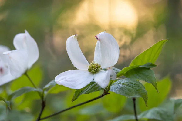 Close Tiro Flores Brancas Primavera — Fotografia de Stock