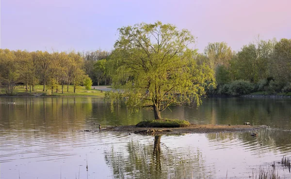 Single Willow Tree Middle Lake — Stock Photo, Image